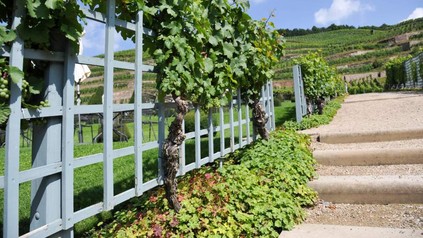 Wein wächst am Straßenrand