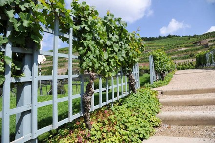 Wein wächst am Straßenrand