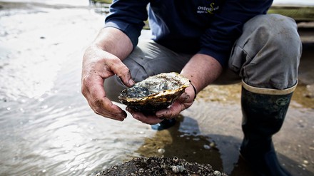 Mann mit Muschel in der Hand