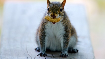 Grauhörnchen