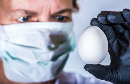 Person mit Mundschutz untersucht Ei
