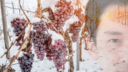 Einige Reben Eiswein und ein Chinese