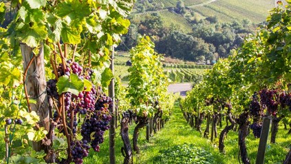 Weinreben