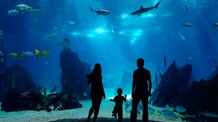 Coral World verfügt nach eigenen Aussagen über 48 Jahre Erfahrung in der Planung und Entwicklung von Aquarien. (Foto: © BlueOrange Studio/stock.adobe.com)
Riesenaquarium