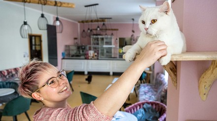 Kater „Bruno“ wird von Franziska Müller, Inhaberin des ersten Katzencafés von Chemnitz, gestreichelt. Am 15. Februar eröffnet die Katzenlounge „Ciao Mau“ im Stadtteil Kaßberg. Die Gäste können bei ihrem Besuch ihre Speisen und Getränke in Gesellschaft von sechs Britisch-Kurzhaar-Katzen einnehmen. (Foto: © picture alliance/dpa/dpa-Zentralbild | Kristin Schmidt)
Kater „Bruno“ wird von Franziska Müller.
