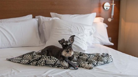 Urlaub mit geliebtem Vierbeiner ist im Trend. (Foto: © stock.adobe.com/Renolto)
Hunde als Urlaubsbegleiter.