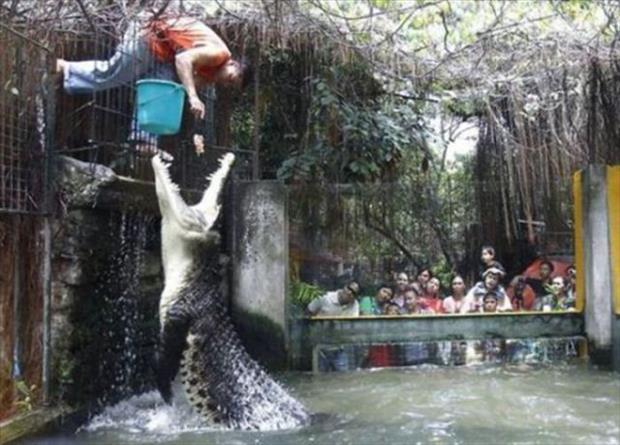 Krokodil im Zoo bei der Fütterung